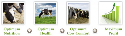 Optimum Nutrition + Optimum Health + Optimum Cow Comfort = Maximum Profit